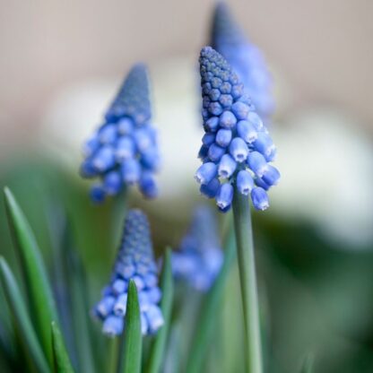 Kleine Traubenhyzinthe 'Big Smile', blau*