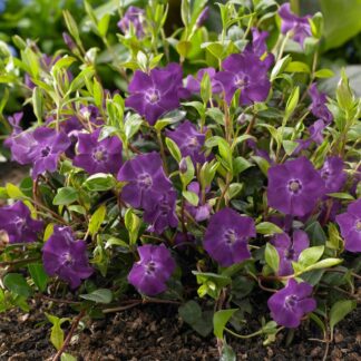 Kleines Immergrün 'Atropurpurea', 12 Pflanzen, 12 Pflanzen, rot*
