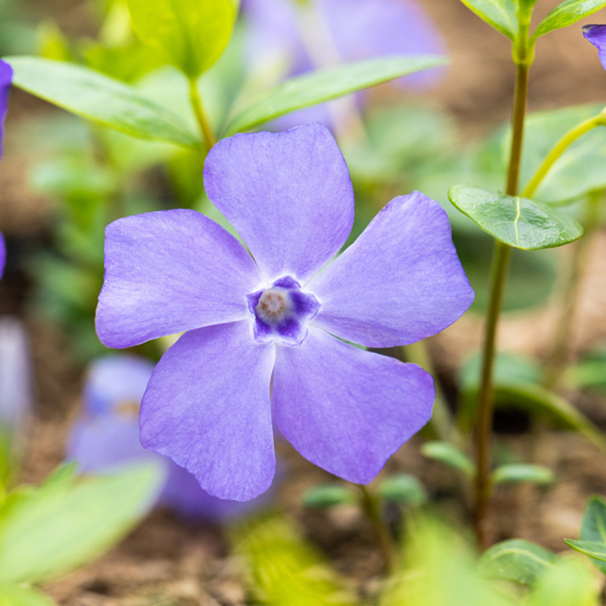 Kleines Immergrün 'Bowles Cunningham', 12 Pflanzen, 12 Pflanzen, blau*