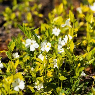 Kleines Immergrün 'Gertrud Jeckell', 12 Pflanzen, 12 Pflanzen, weiß*