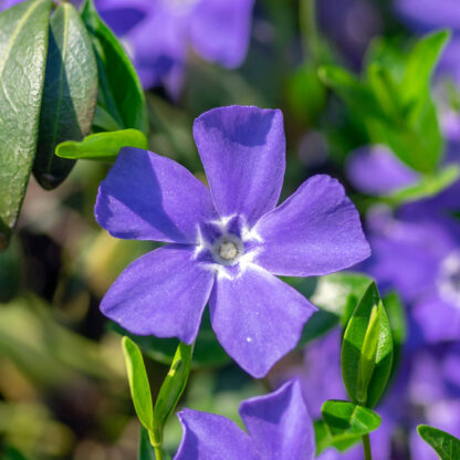 Kleines Immergrün, violett*