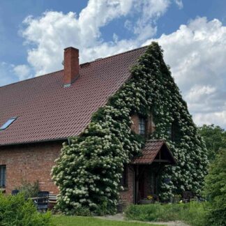 Kletterhortensie 3 Liter, 60 - 80 cm Liefergröße: 60 - 80 cm*