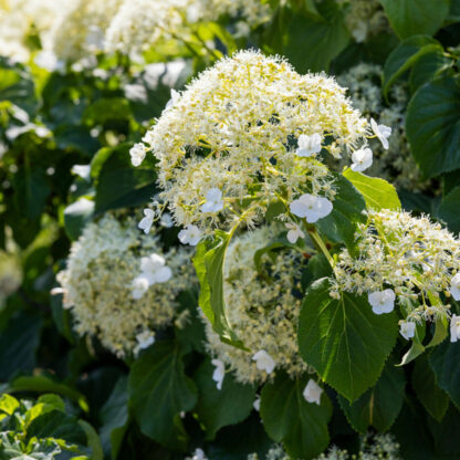 Kletterhortensie, weiß*