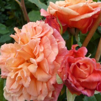 Kletterrose 'Aloha®', Wurzelnackte Pflanze, 2 - 3 Triebe Liefergröße: mind. 3 starke Triebe*