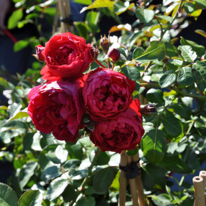 Kletterrose 'Florentina®', rot*
