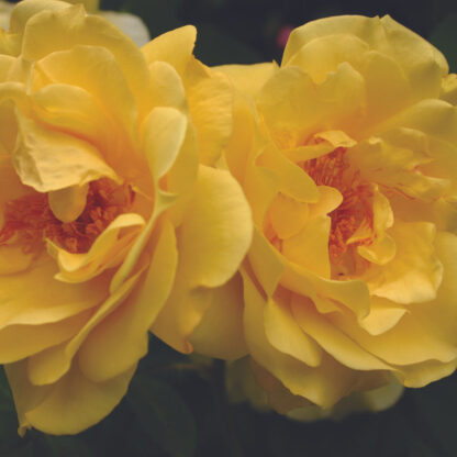 Kletterrose 'Golden Gate®', gelb*