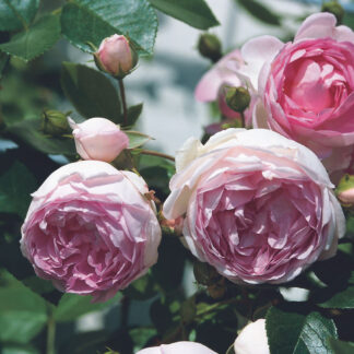 Kletterrose 'Jasmina®', rosa*