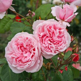 Kletterrose 'Kiss me Kate®', rosa*