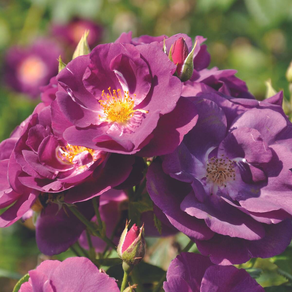 Kletterrose 'Rhapsody in Blue®', violett*