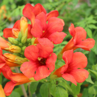 Klettertrompete 'Fire Trumpet®', rot*