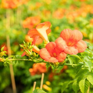 Klettertrompete 'Grandiflora', orange*
