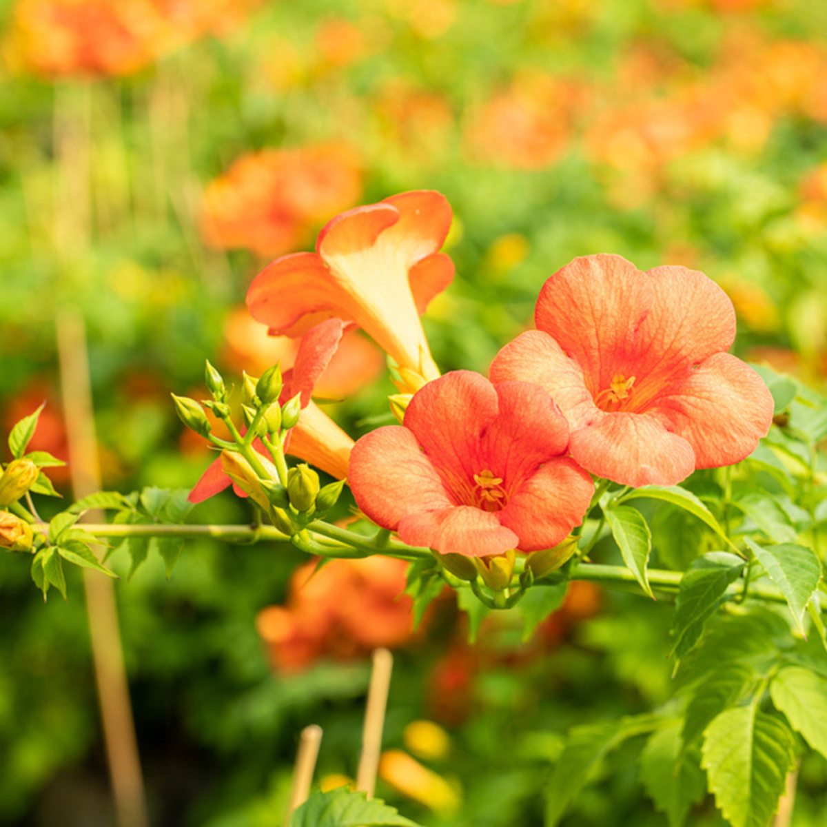 Klettertrompete 'Grandiflora', orange*