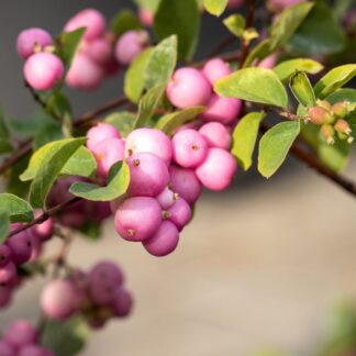 Knallerbsenstrauch 'Amethyst®', rosa*