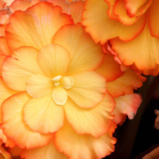 Knollenbegonie, orange*