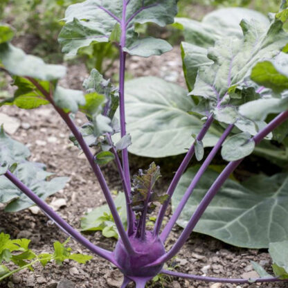 Kohlrabi, 6er Set, 6 Pflanzen*