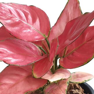 Kolbenfaden 'Pink Star'*