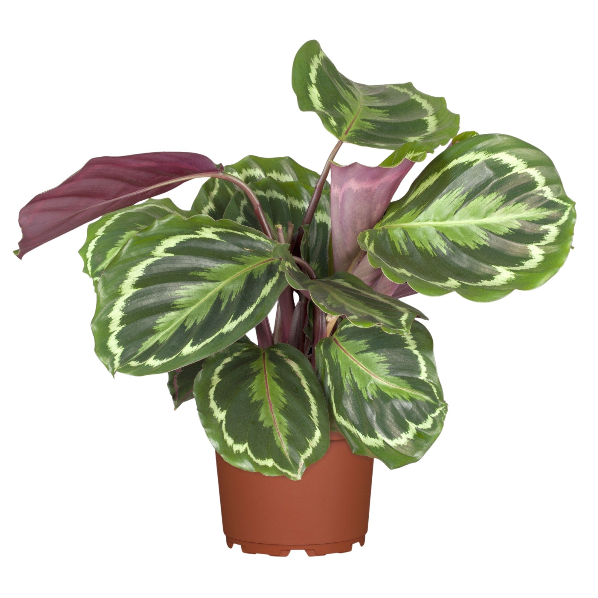 Korbmarante 'Green'*