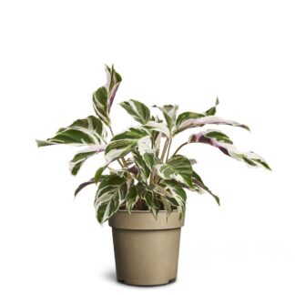 Korbmarante 'White Miracle'*