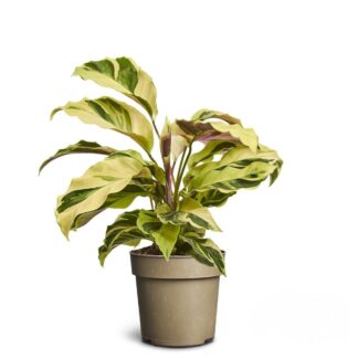 Korbmarante 'Yellow Miracle'*