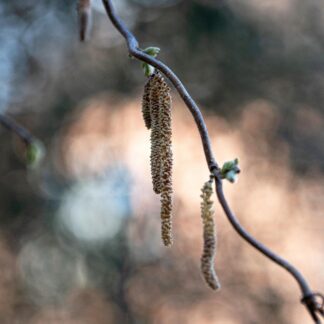Korkenzieherhaselnuss 'Contorta'*