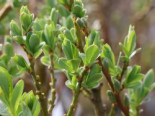 Kriech-Weide, 20-40 cm, Salix x tetrapla, Containerware*