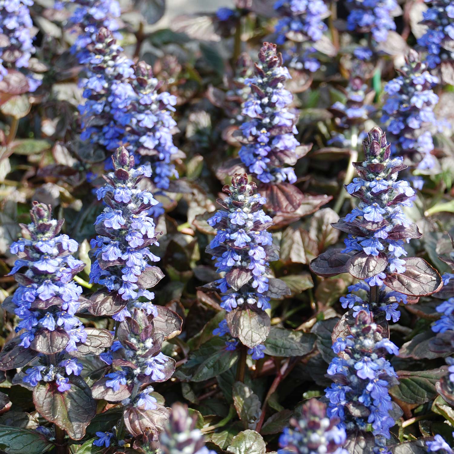 Kriechender Günsel 'Evening Glow' Lieferform: Im 9 cm Topf*