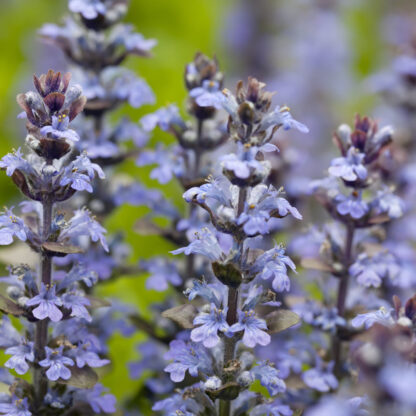 Kriechender Günsel 'Elmblut', violett*