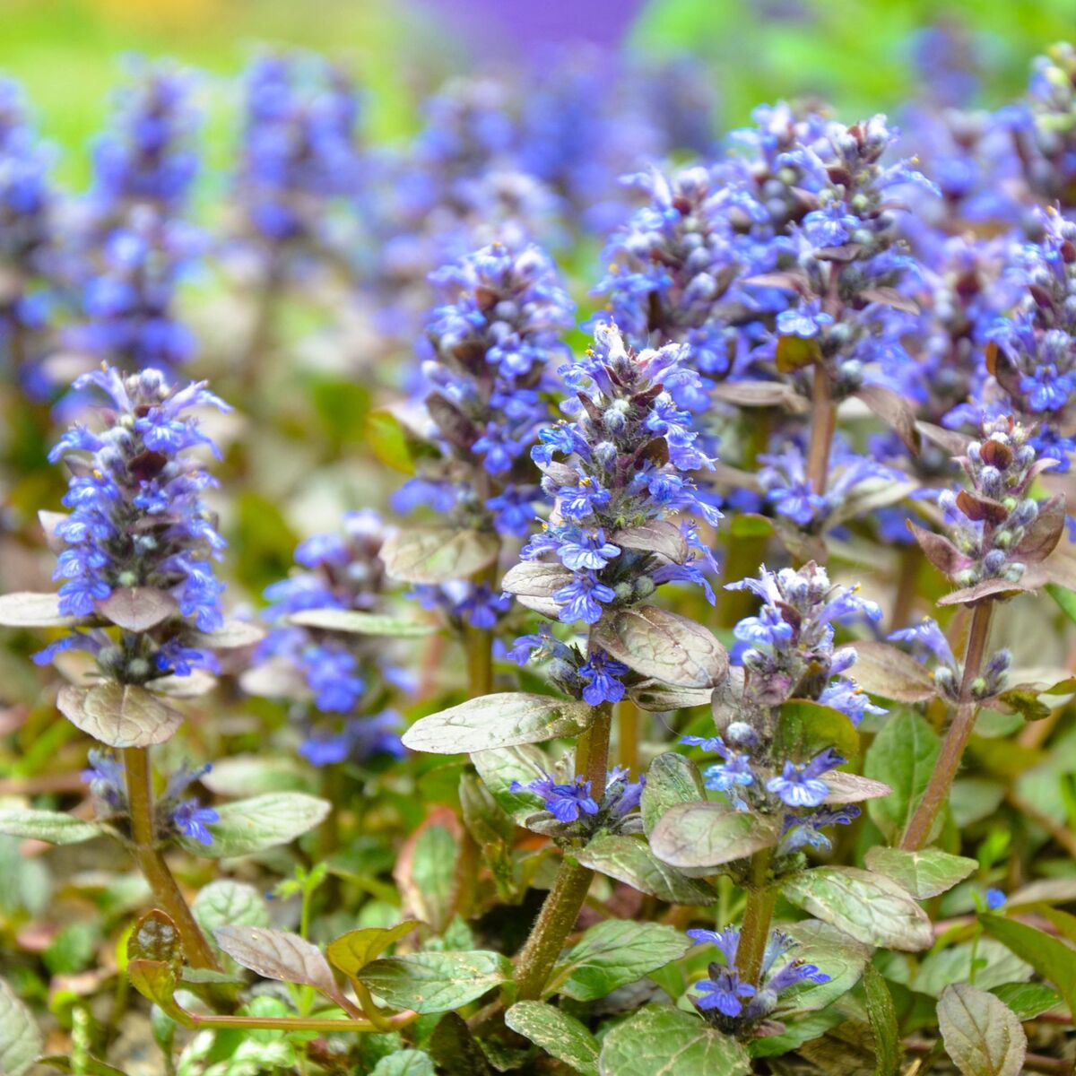 Kriechender Günsel, violett*