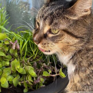 Kriechendes Schönpolster PetLove, weiß*