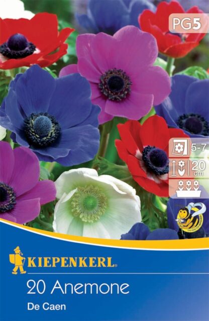 Kronen-Anemone 'De Caen', 20 Zwiebeln, bunt*