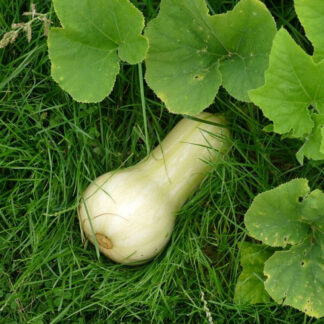 Kürbis 'Butternut', weiß*
