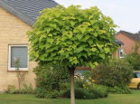 Kugel-Trompetenbaum 'Nana', Stamm 125 cm, 150-175 cm, Catalpa bignonioides 'Nana', Stämmchen XXL*