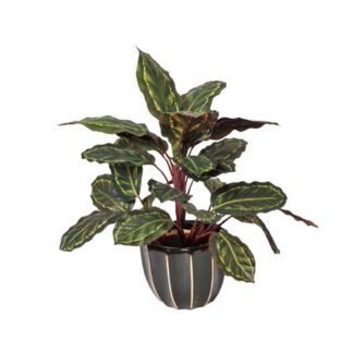 Kunstpflanzen Calathea Cebra 50cm*