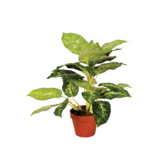 Kunstpflanzen Calathea Luisae 50cm*