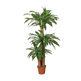 Kunstpflanzen Dracena 145cm*