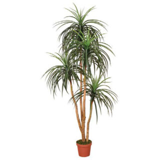 Kunstpflanzen Nolina 185cm*