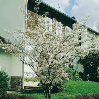 Kupfer-Felsenbirne 5 - 7,5 Liter, 80 - 100 cm Liefergröße: 80 - 100 cm*