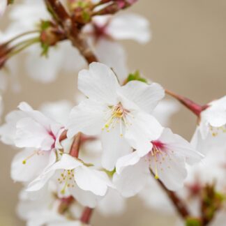 Kurilenkirsche 'Brilliant', weiß*