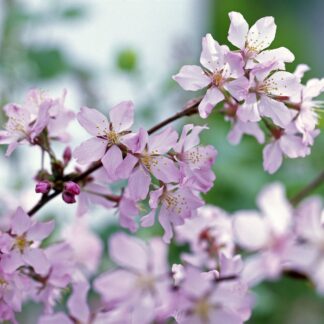 Kurilenkirsche 'Ruby', rosa*