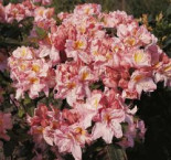 Laubabwerfende Azalee 'Cecile', 40-60 cm, Rhododendron luteum 'Cecile', Containerware*