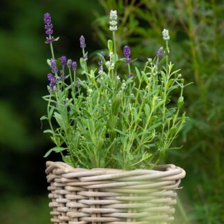 Lavendel 'Twin', violett-weiß*