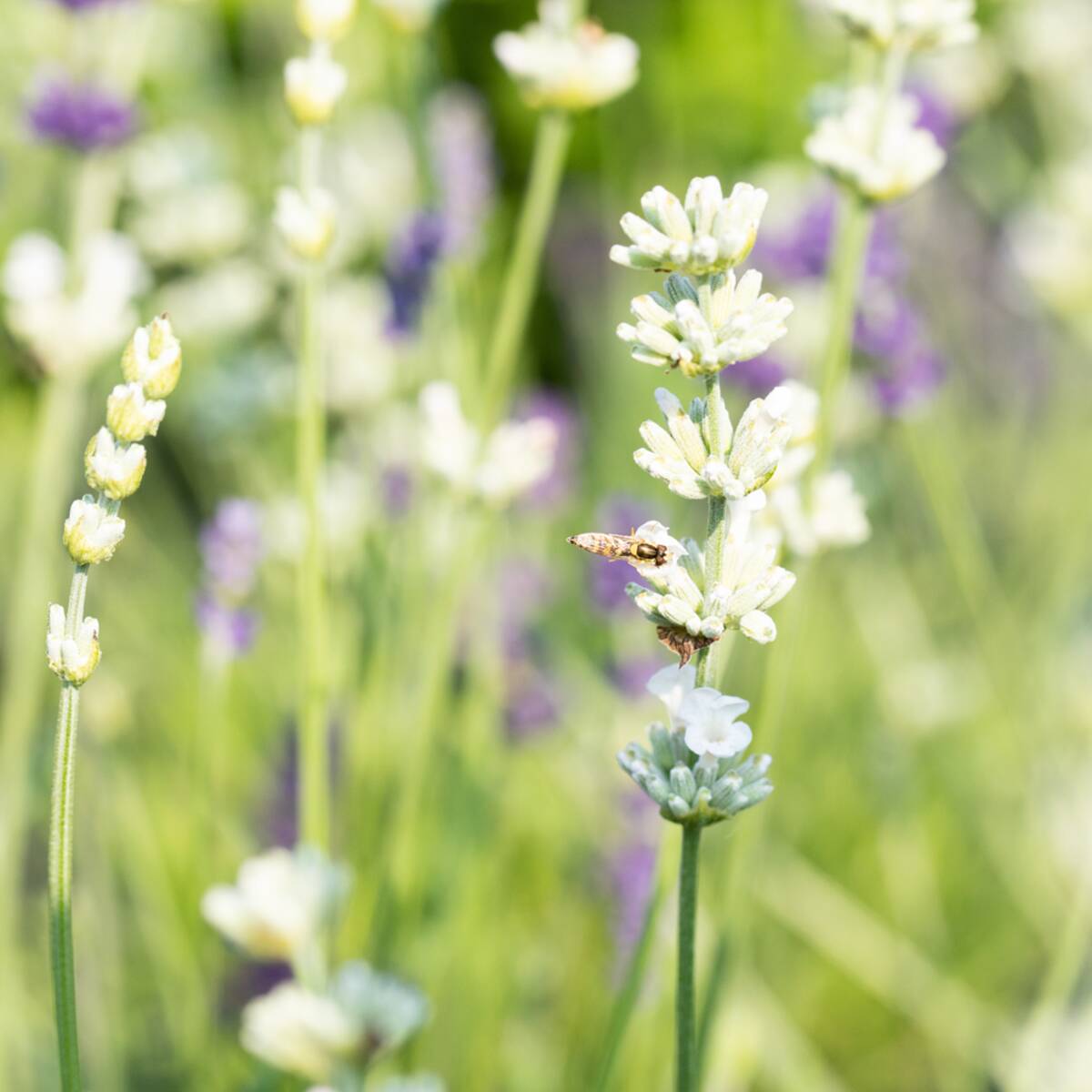 Lavendel, weiß*