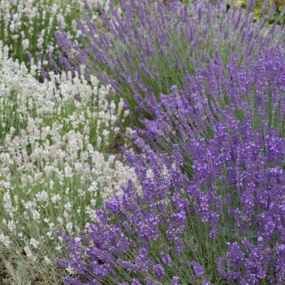 Lavendelgarten Blau & Weiß, 8 Pflanzen*