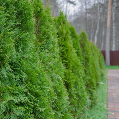 Lebensbaum-Hecke 'Brabant', ab 10 m*