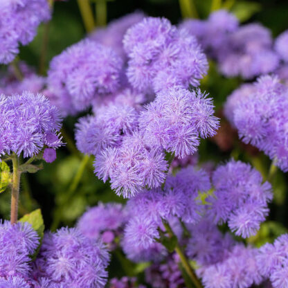 Leberblume, blau*