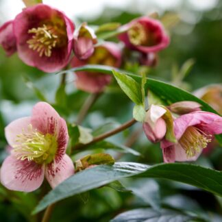 Lenzrose 'Dacaya®', rot*