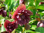 Lenzrose 'Double Ellen ® Red', Helleborus x orientalis 'Double Ellen ® Red', Topfware*