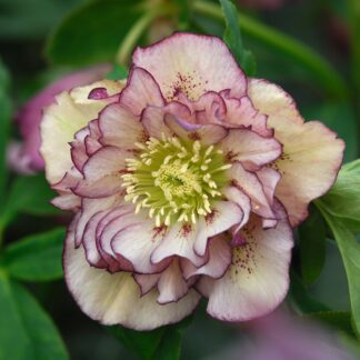 Lenzrose 'Double Ellen® Picotée', violett*