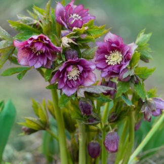 Lenzrose 'Double Ellen® Red', purpurrot*