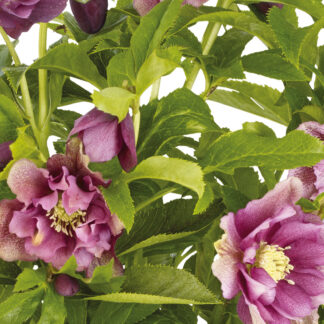 Lenzrose 'Double Ellen®', rot*